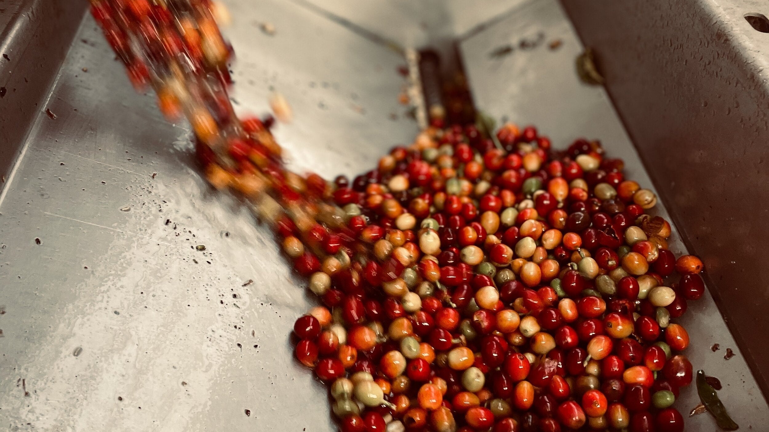 What is Peaberry coffee?