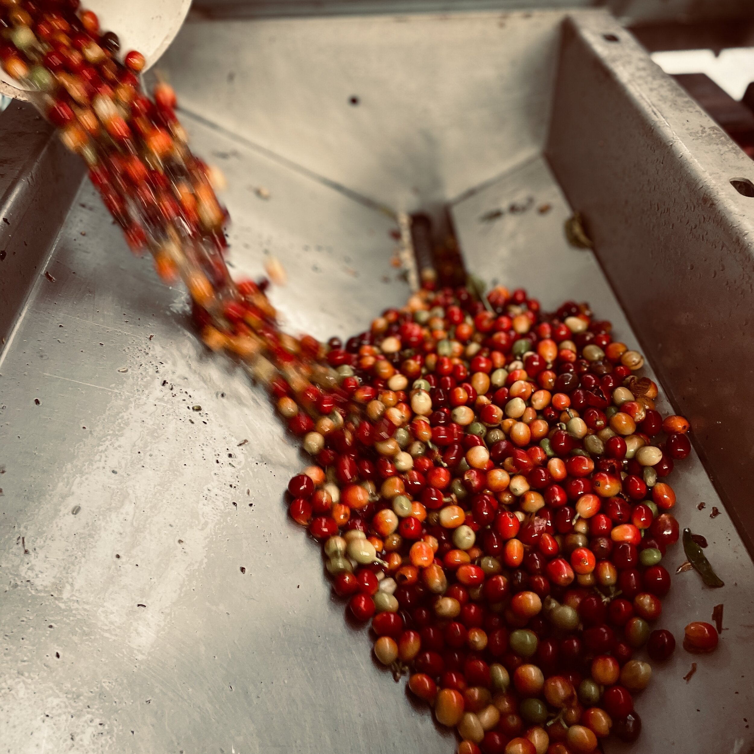 What is Peaberry coffee?