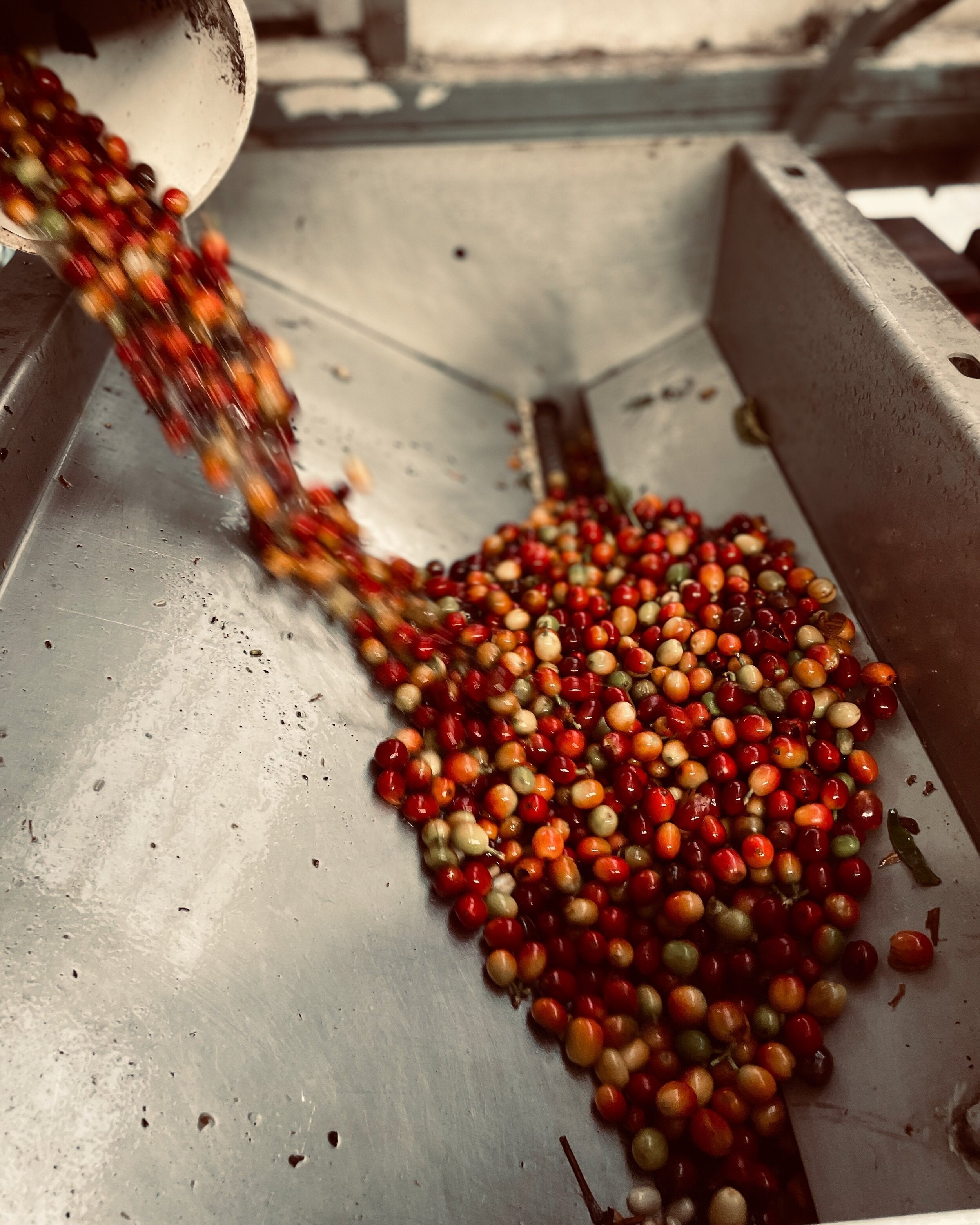 What is Peaberry coffee?