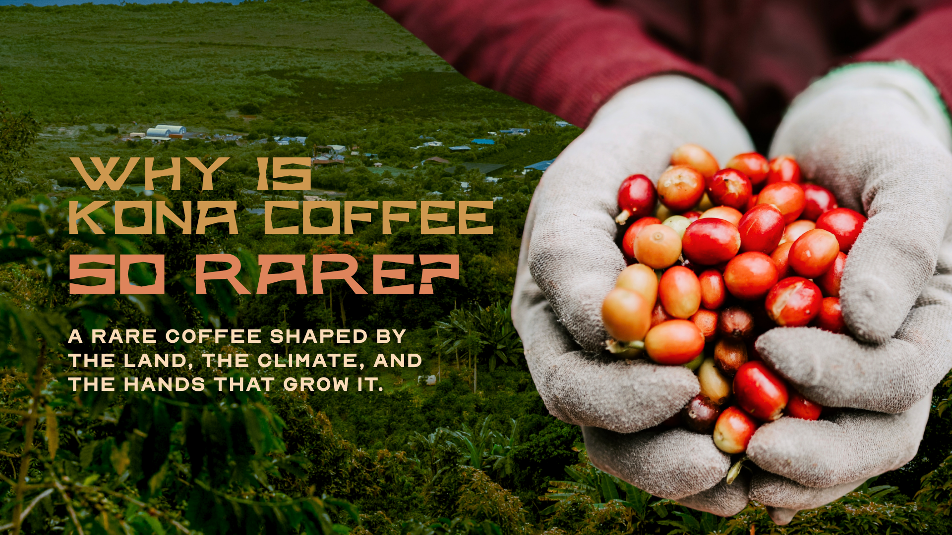 Why Is Kona Coffee So Rare: The Story Behind Its Scarcity