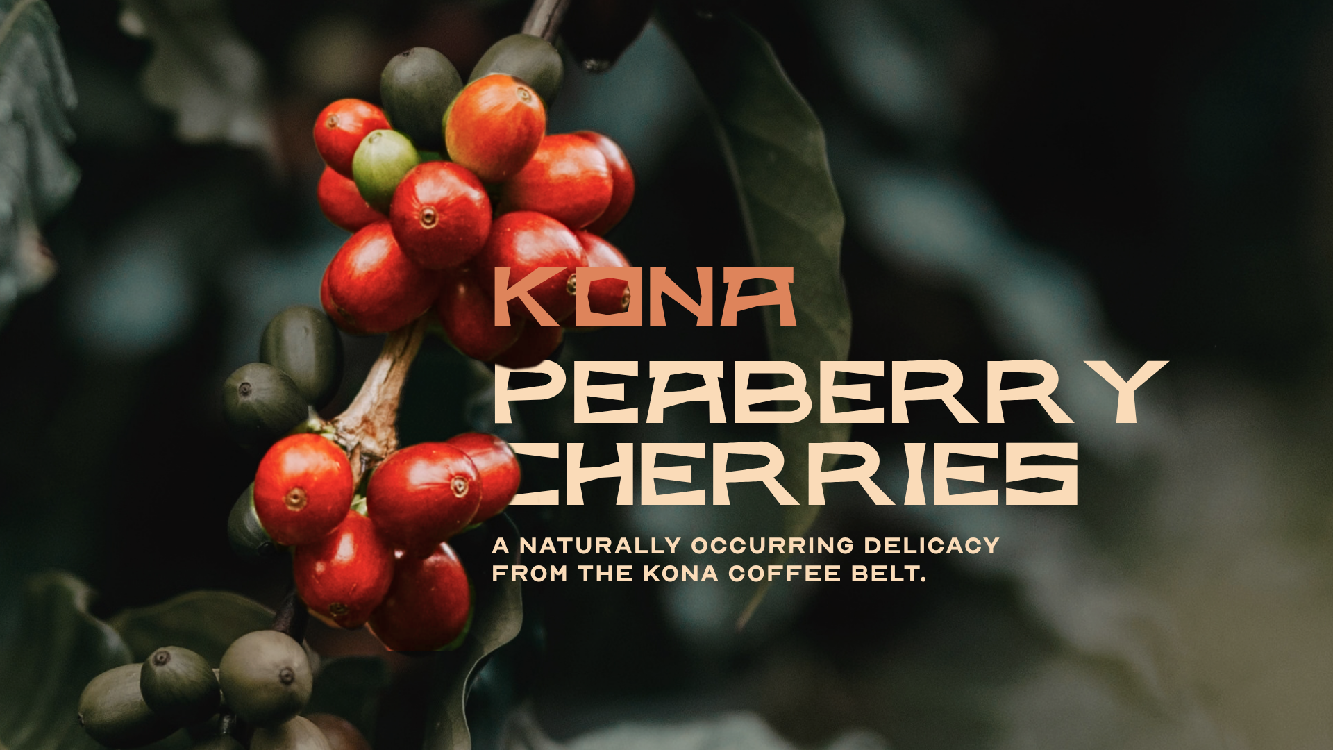 Why Kona Peaberry Coffee Cherries Are a Delicacy