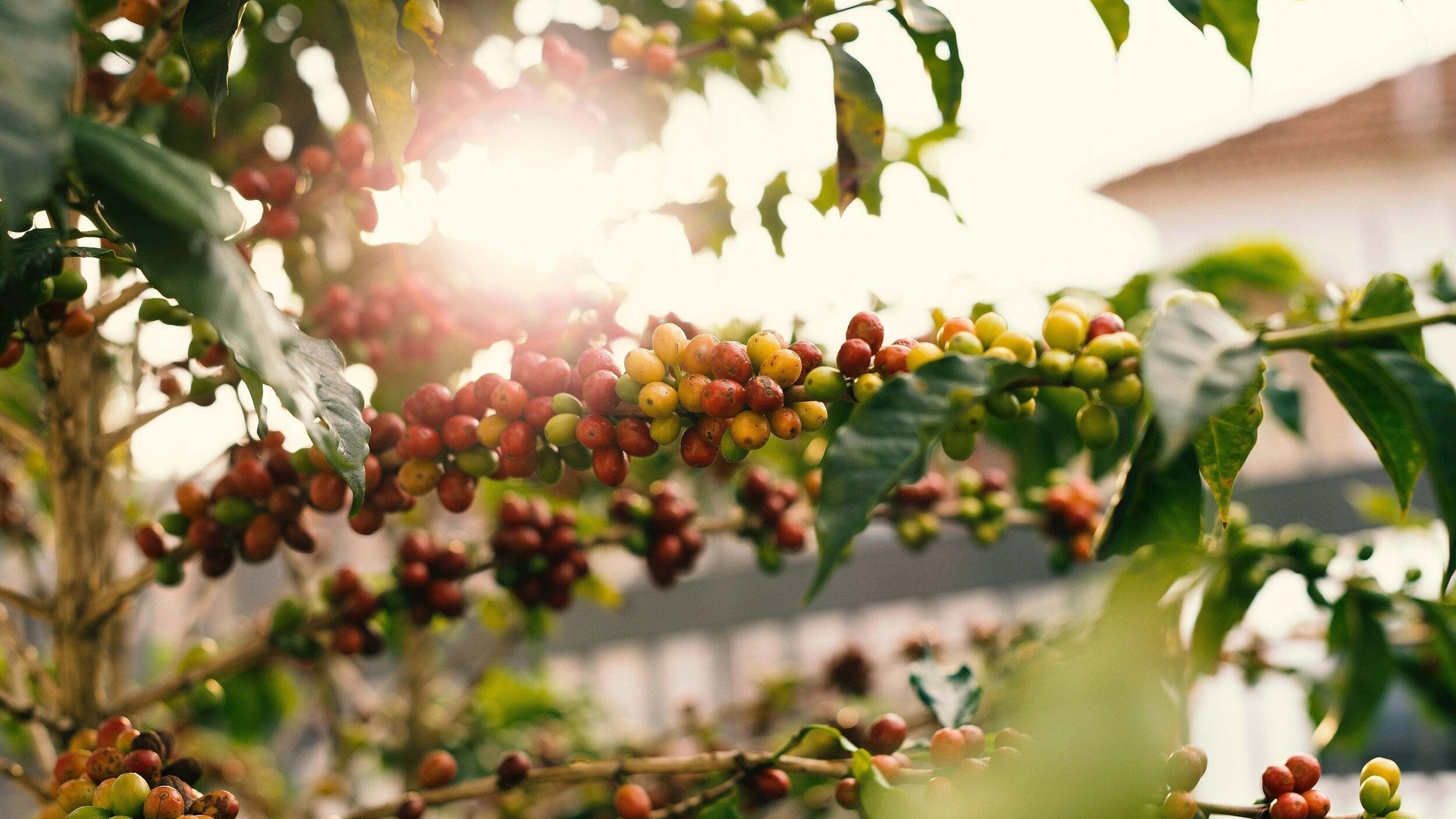 Why 100% Kona Coffee Deserves Your Attention