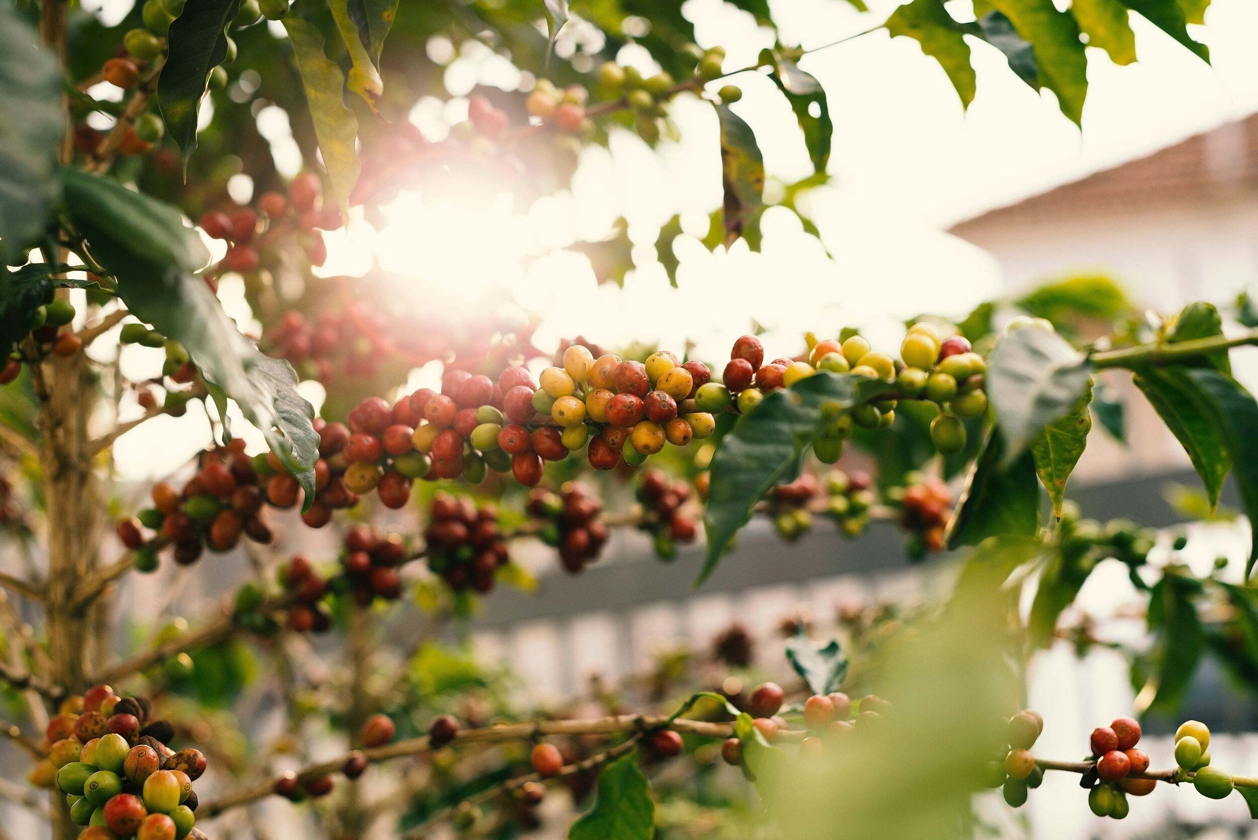 Why 100% Kona Coffee Deserves Your Attention