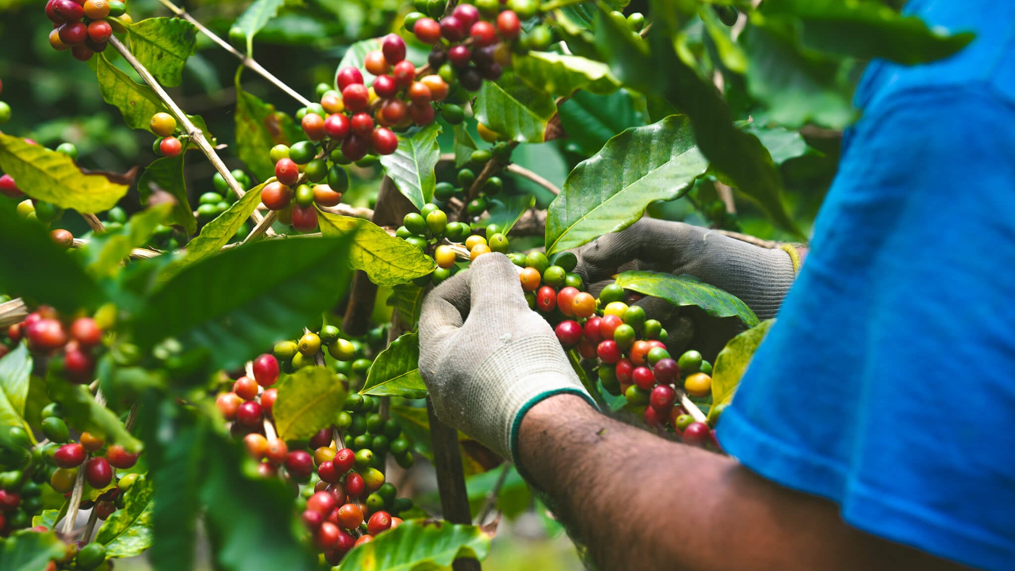 From Soil to Sip: The Journey of a Misma Lani Coffee Bean