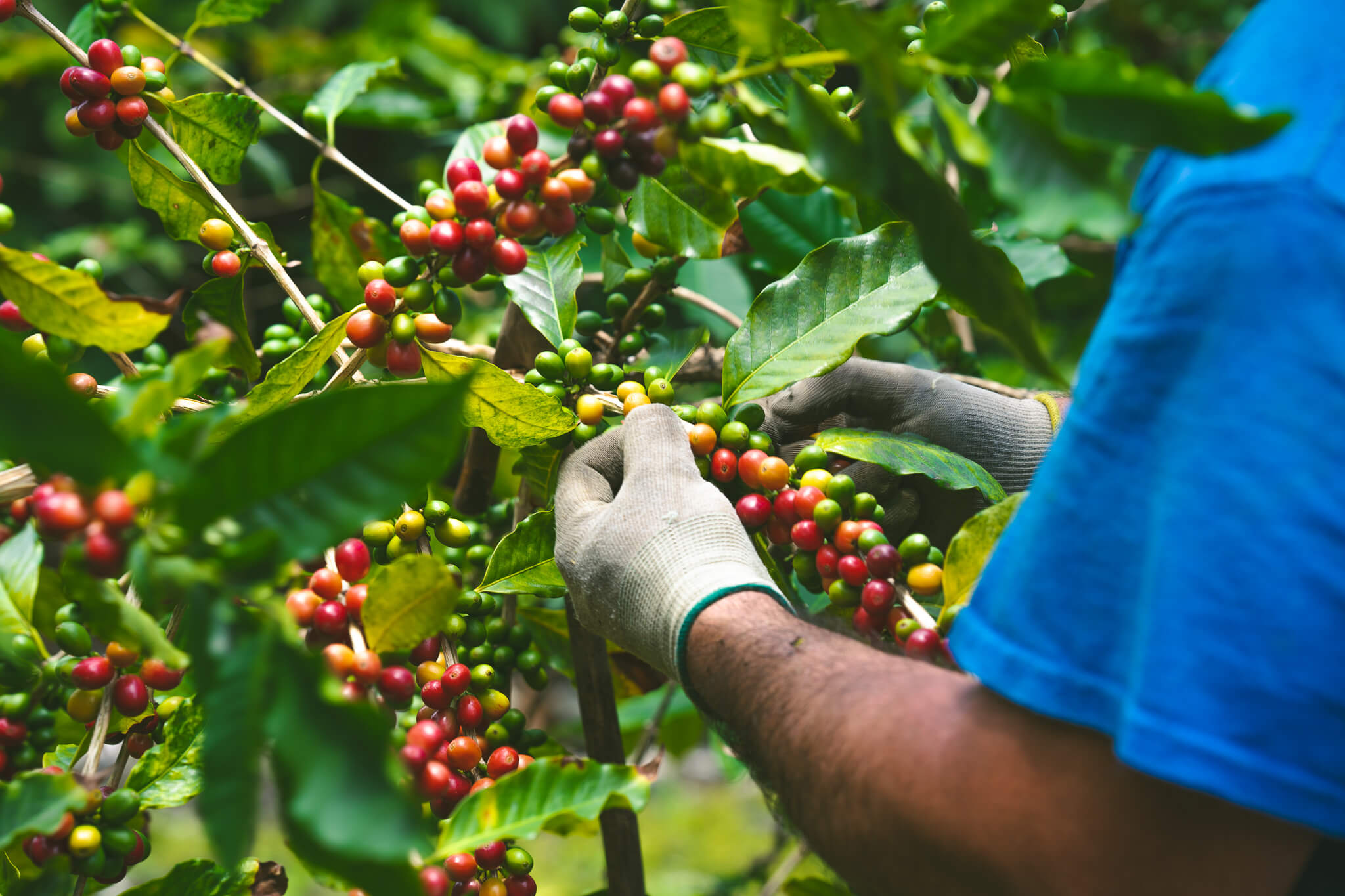 From Soil to Sip: The Journey of a Misma Lani Coffee Bean