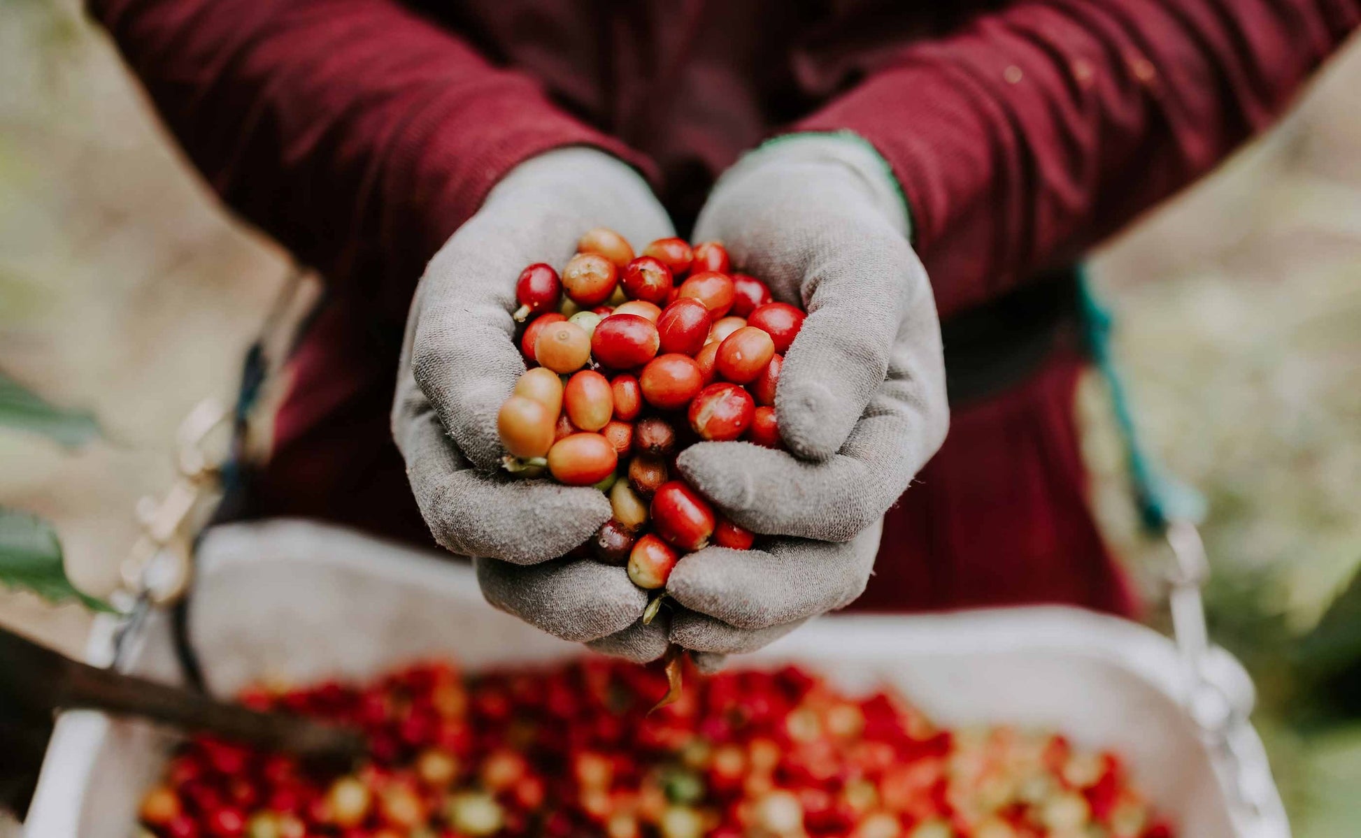 Virtual Gift Card – Give the Gift of 100% Kona Coffee