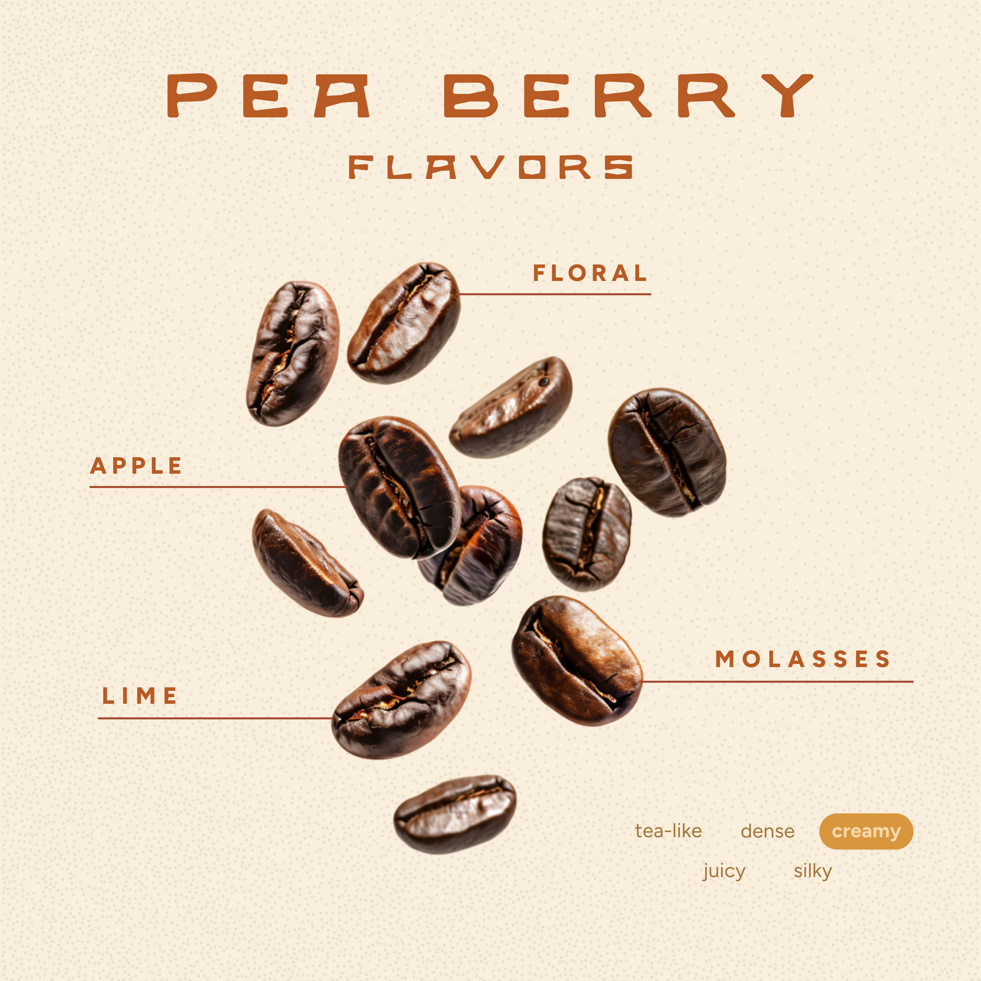 Peaberry Coffee – Light/Medium Roast with Unique Flavor Profile