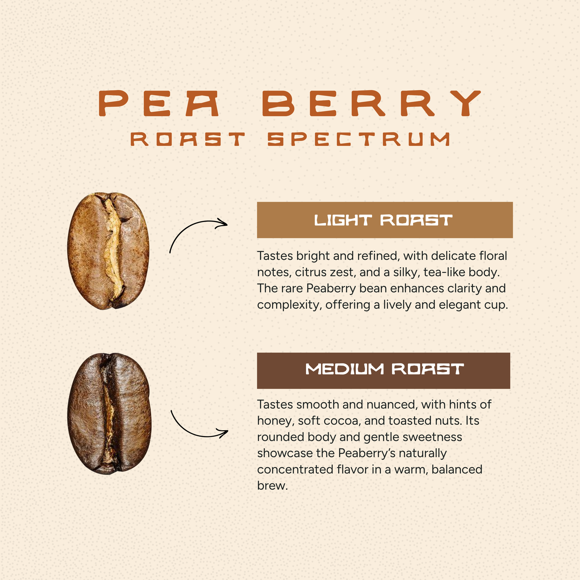 Peaberry Coffee – Light/Medium Roast with Unique Flavor Profile