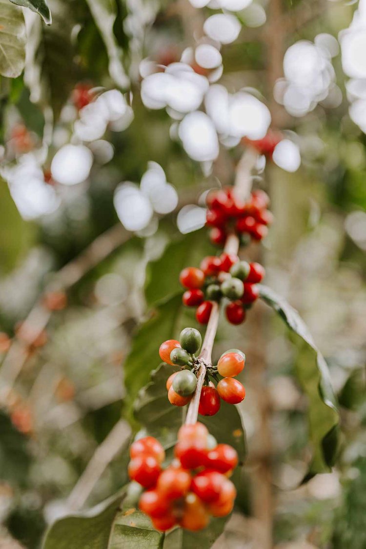 Virtual Gift Card – Give the Gift of 100% Kona Coffee